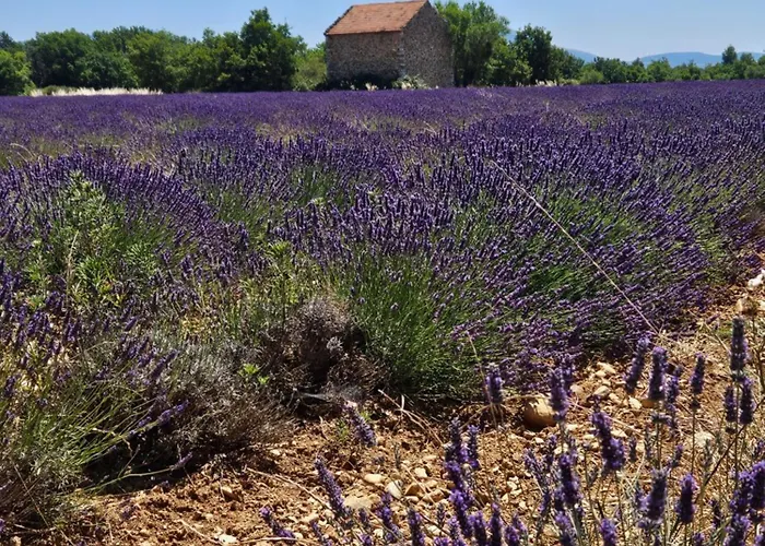 La Maison De Marie * Puimoisson